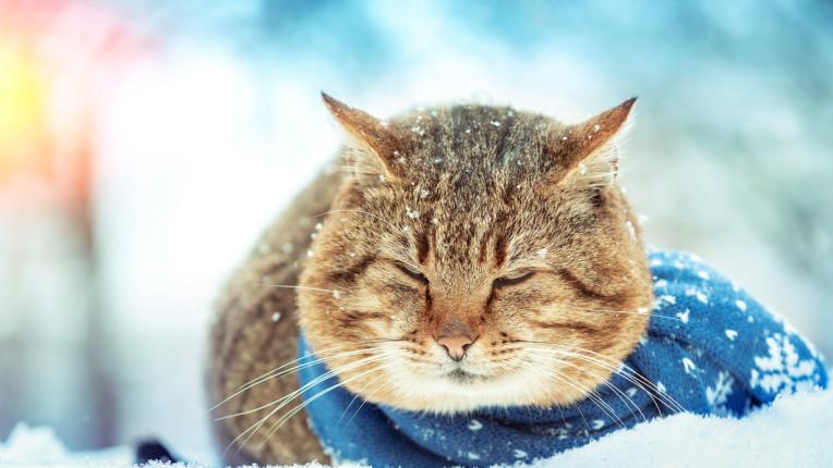  Дневен хороскоп за четвъртък, 19 януари 