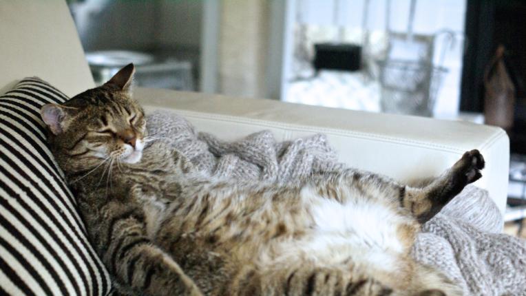  Дневен хороскоп за събота, 21 януари 