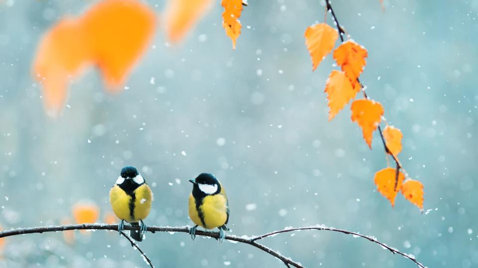 зима птици