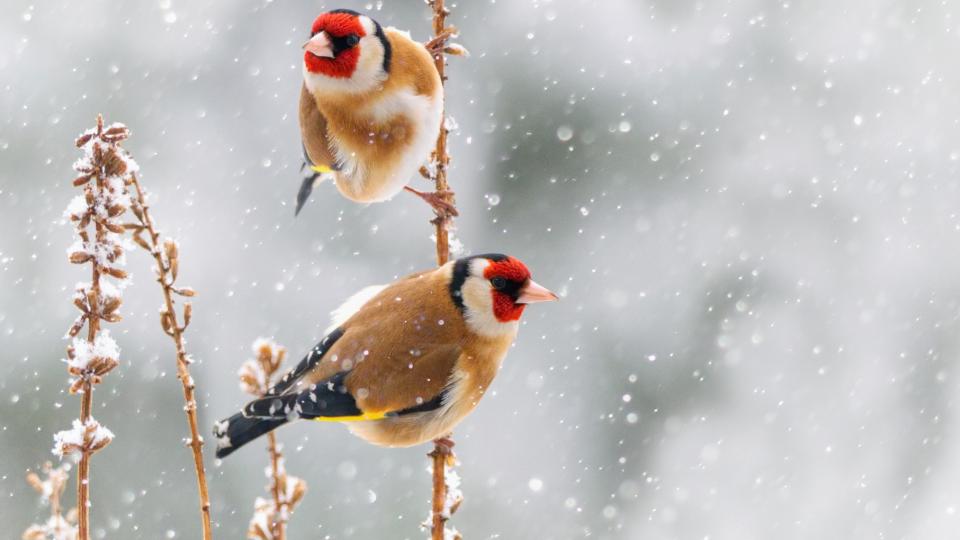 зима сняг птици дневен хороскоп