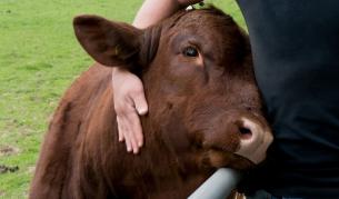Момиче покани гаджето си на бала с надпис върху крава, той ѝ върна жеста