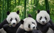 <p>Обвиниха зоопарк, че представя за панди боядисани кучета (ВИДЕО)</p>
