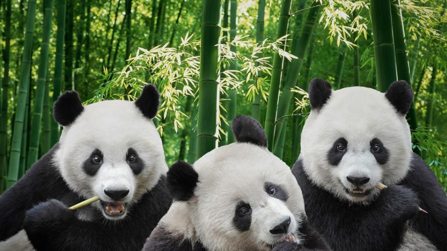 Професор Ху Цзинчу е уважаван зоолог, известен още като „таткото на пандите“
