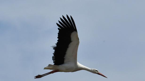 Да помогнем на прелетните птици да стигнат дома