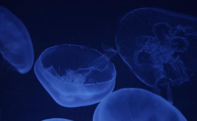 Гигантски медузи фантоми изплуваха от дълбините на Антарктида (СНИМКИ/ВИДЕО)