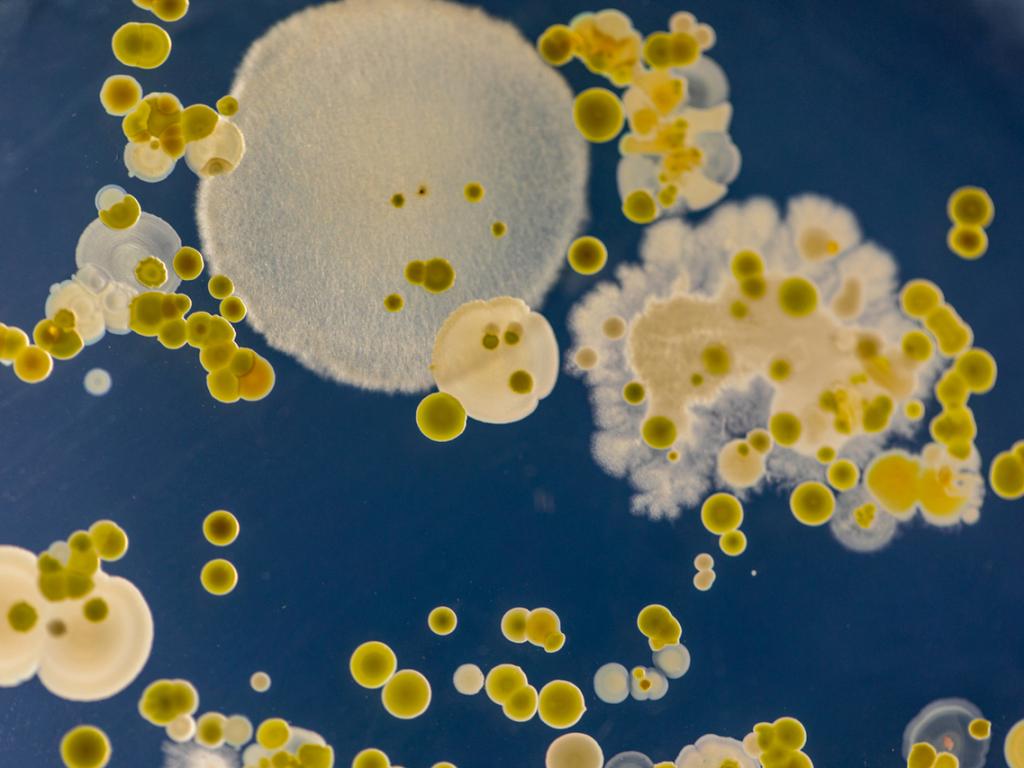 Трима гуляйджии бяха откарани в болница с гъбична треска от