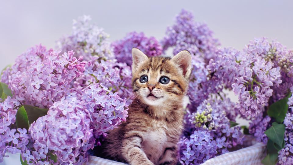 котка коте пролет