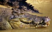Най-силната захапка: Мъж се спаси от смъртоносните челюсти на крокодил
