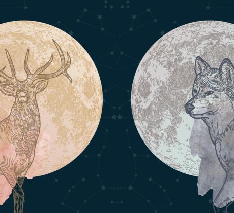Келтската животинска астрология изследва архетипите на различни животни тотеми които