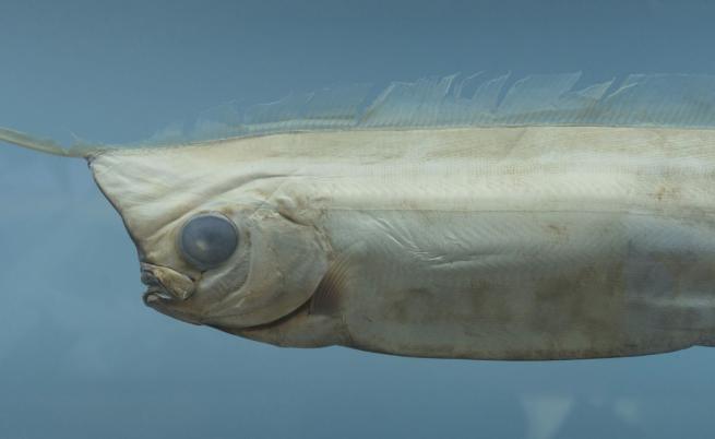 Гмуркачи се натъкнаха на рядка гигантска риба от японска легенда