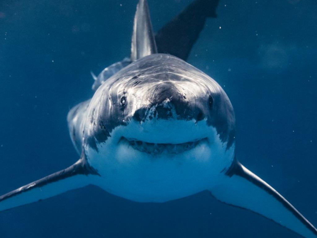 Тигрова акула в Северна Австралия поднесе на изследователите изненадата на