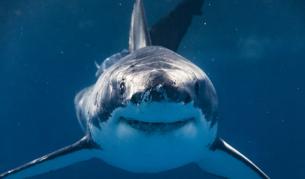 Четвърто нападение от акула в Австралия за 48 часа