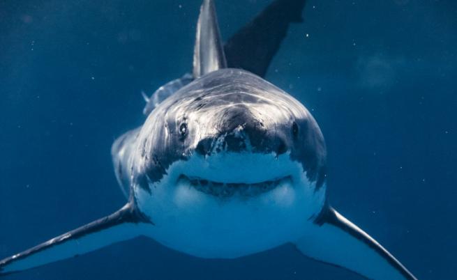 Какво не знаем за акулите: 5 любопитни факта