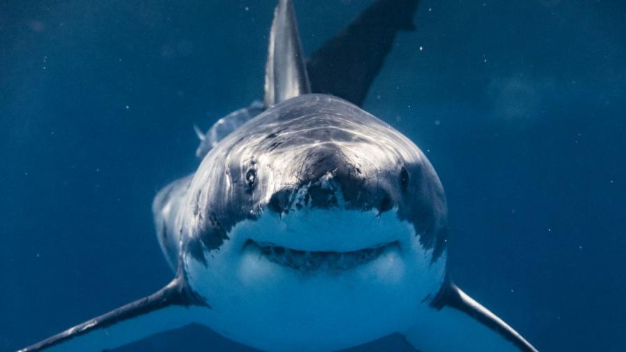 <p>Изумително! Този вид акули могат да живеят поне 400 години</p>