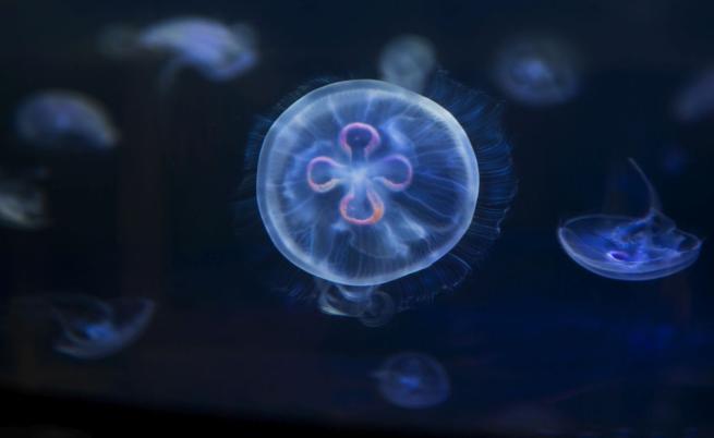 Безсмъртната медуза: Тайната на вечния живот