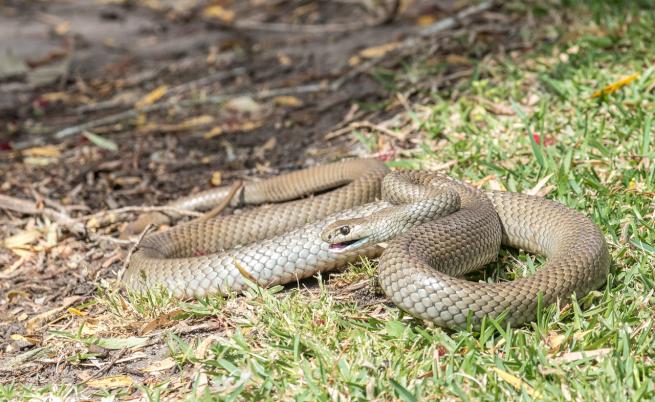 Изненадваща находка: Сметосъбирачи в Нидерландия откриха змия в боклука