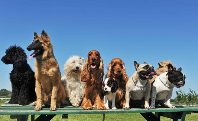 10 от най-странните породи кучета