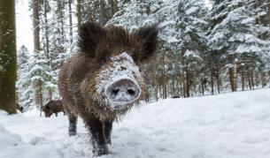 Радиоактивни прасета в Германия: Най-накрая знаем защо