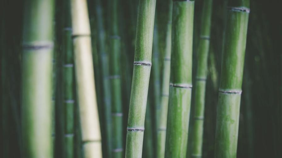 Предстои ли катастрофа: Бамбукът се кани да цъфти за първи път от 120 години