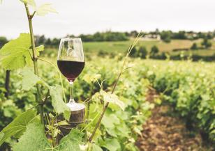 Изменението на климата заплашва от изчезване популярни вина в Европа