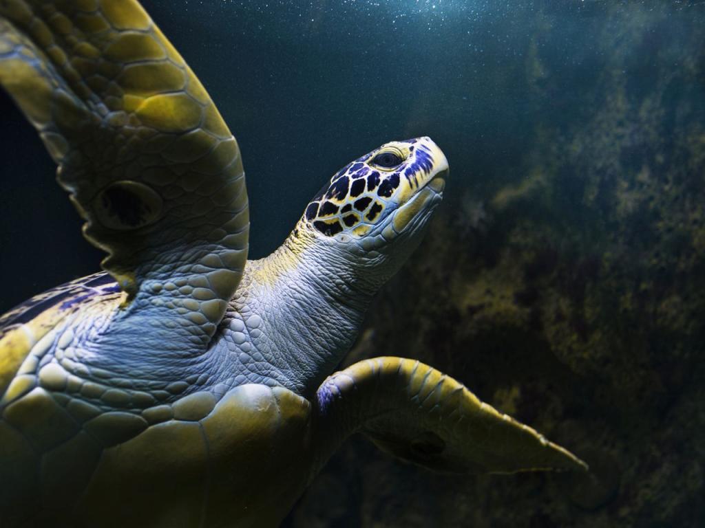 Остатъци от ДНК на морска костенурка бяха открити във вкаменени