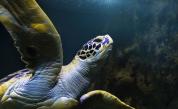 На 6 милиона години: Учени откриха остатъци от ДНК на морска костенурка