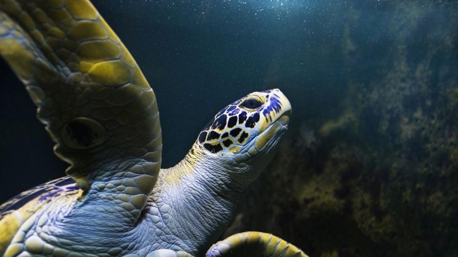 На 6 милиона години: Учени откриха остатъци от ДНК на морска костенурка