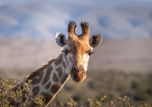 Рейнджъри се борят за опазване на жирафите в Кения