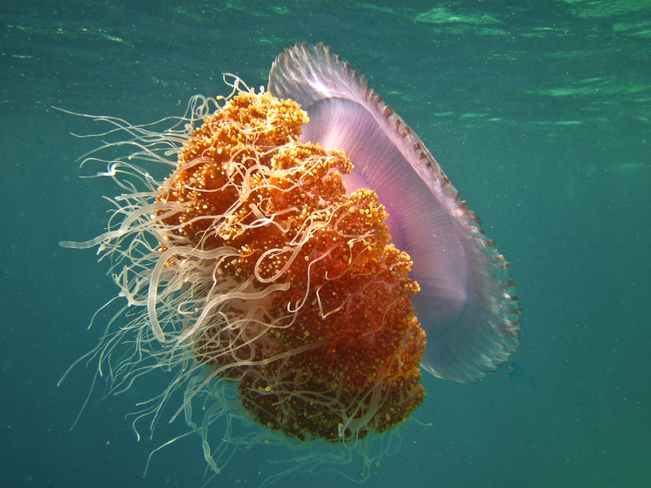 <p><strong>Медуза </strong>-&nbsp;Може да не искате да се доближавате до това създание, но със сигурност можете да му се наслаждавате от безопасно разстояние.</p>