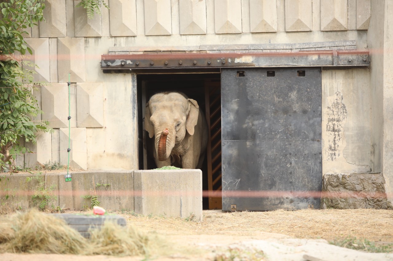 <p>Столичният кмет присъства на първото официално излизане на новите обитатели в зоопарка &ndash; слоновете Фрося (на 43 г.) и Луиза (на 49 г.), които пристигнаха на 21 септември от Германия</p>