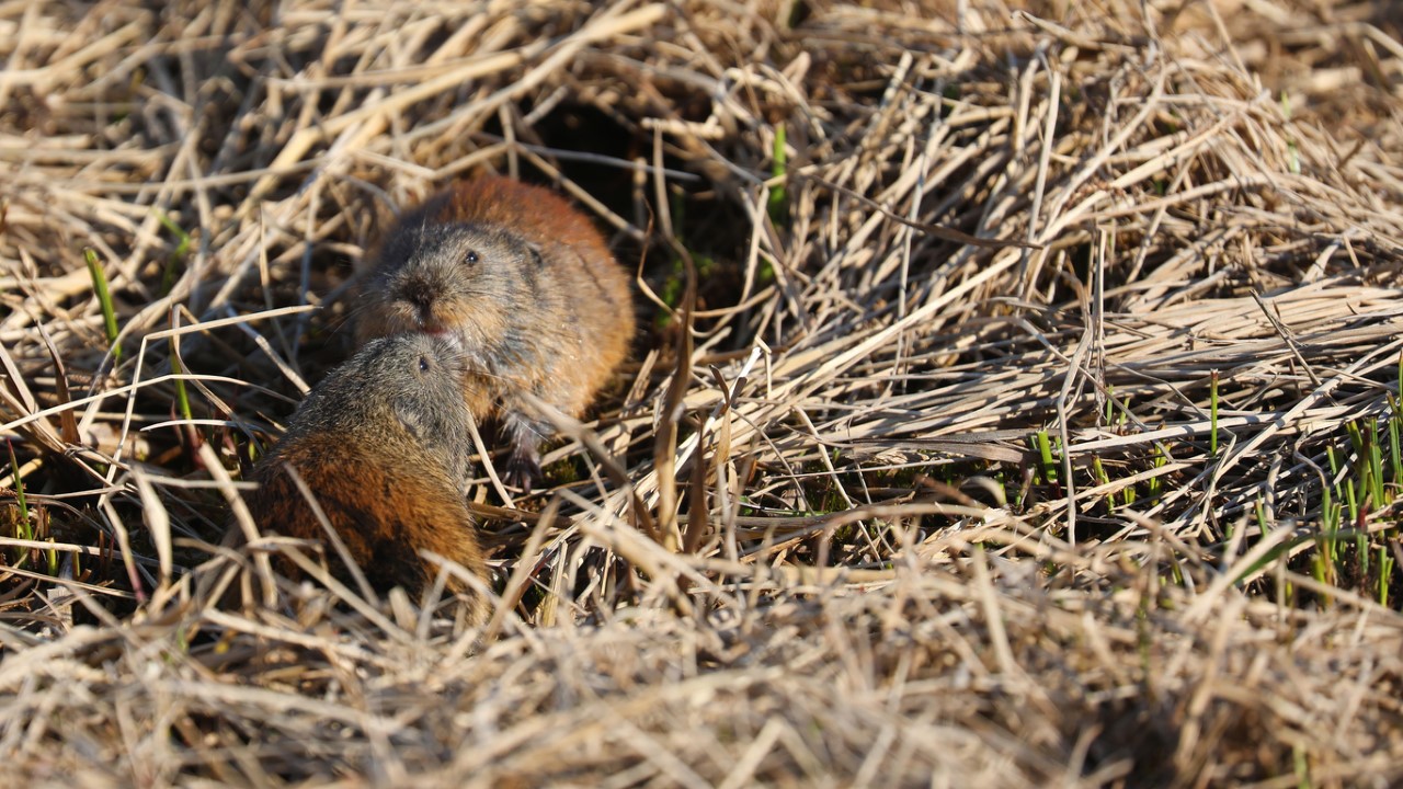 <p><strong>Прерийна полевка (Microtus ochrogaster)</strong></p>

<p>Тези дребни северноамерикански обитатели създават връзки за цял живот, като мъжките се обвързват с първата женска, с която се чифтосат. Тези сладки двойки живеят заедно през цялата година, сгушват се заедно, грижат се един за друг и отглеждат малки заедно. Смята се, че тази силна връзка между двойките се регулира от хормон, наречен вазопресин, който ги прави по-притеснителни по отношение на партньорката им и грижовни към общото им потомство.</p>