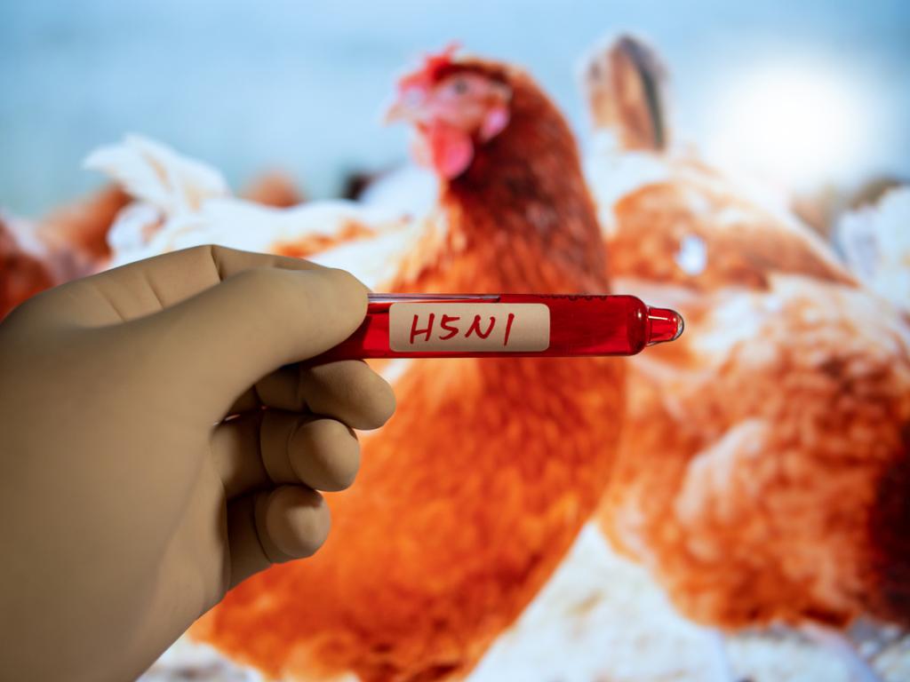Надеждите за борба със смъртоносния щам на птичия грип получиха