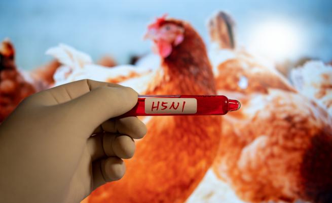 БАБХ констатира огнище на птичи грип, издаде инструкции заради заразата