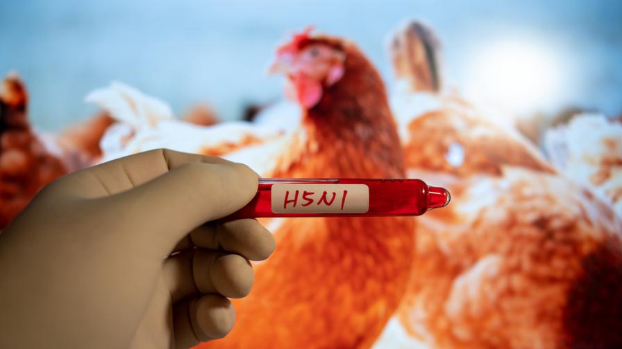 БАБХ констатира огнище на птичи грип, издаде инструкции заради заразата