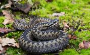 Двуметрова мъжка змия на име Роналдо роди 14 малки