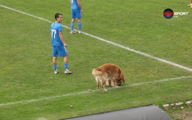 Куче забави мача Струмска слава - Марек