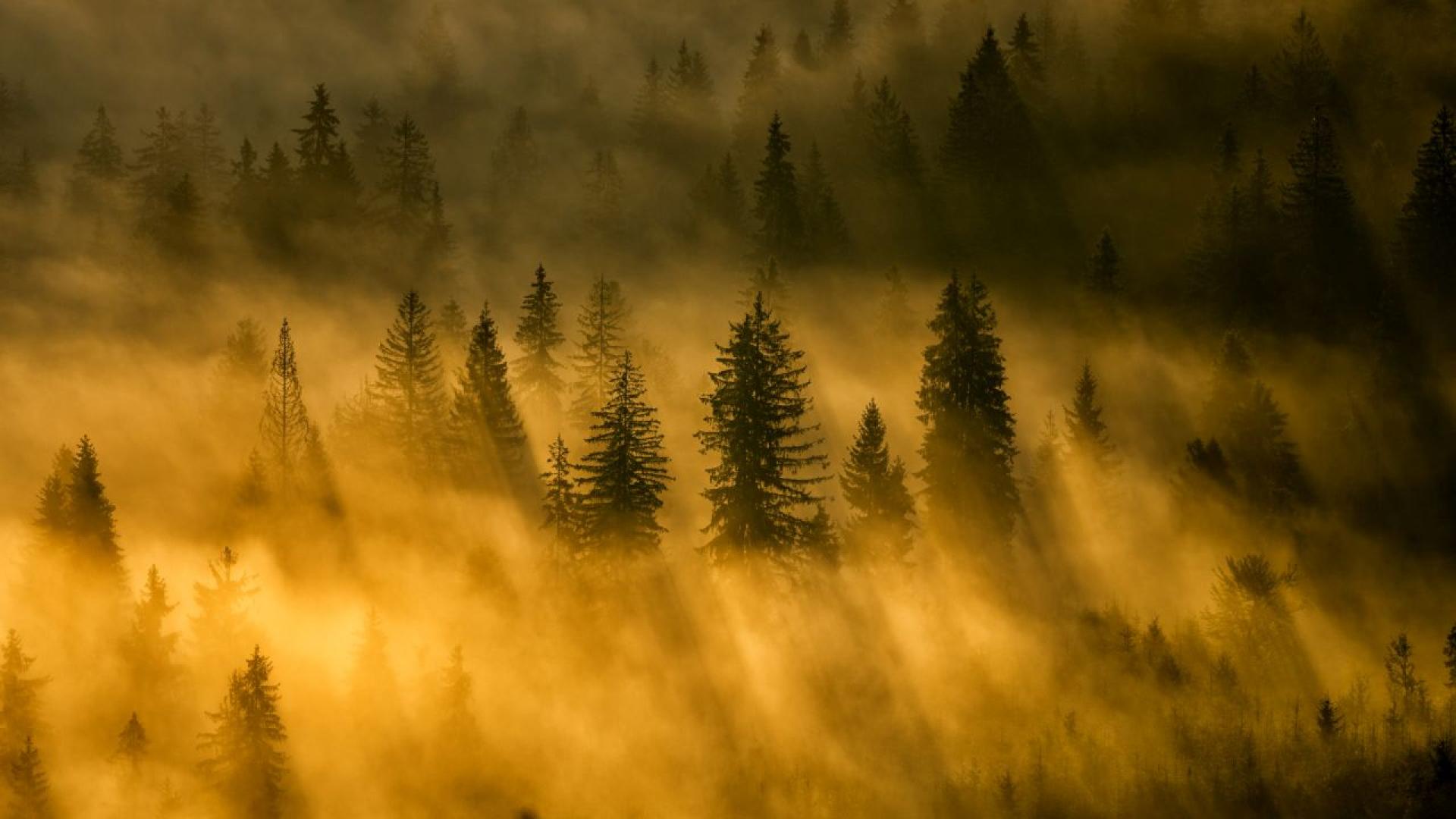 Сутринта във вторник на места в низините и поречията ще