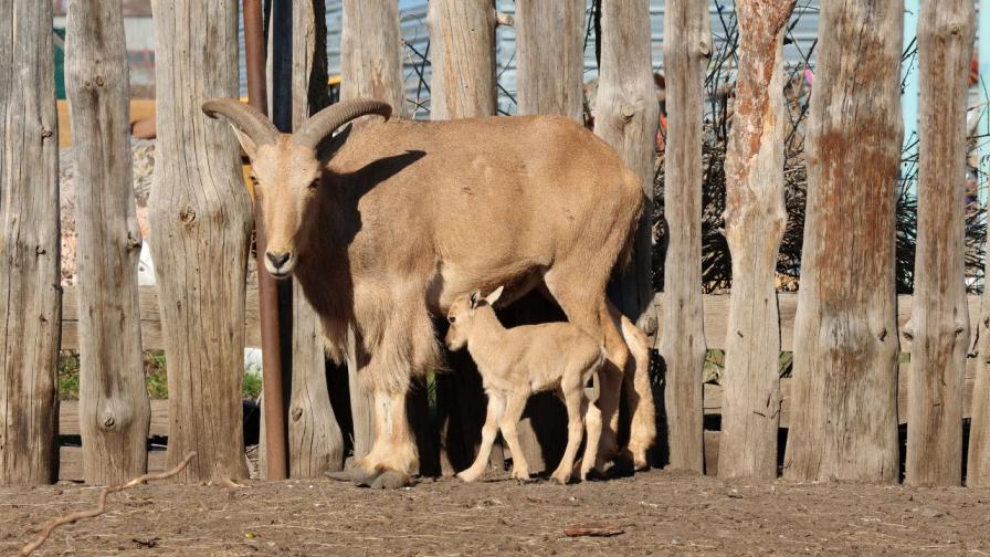 Бургаският зоопарк се радва на нов обитател (СНИМКИ)
