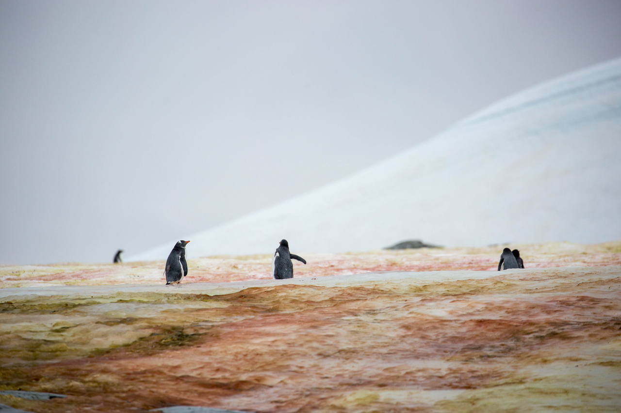 <p><strong>Блъд Фолс, Антарктика</strong>- Антарктика е дестинация, която любителите на пътешествия трябва да посетят поне веднъж.&nbsp;Въпреки че мястото не е известно&nbsp;само с гигантски лед, сняг и големи колонии от пингвини;&nbsp;известен е и с някои много мистериозни неща.&nbsp;<strong>Кървавочервеният водопад на Антарктика&nbsp;</strong>е може би един от най-странните от всички.&nbsp;Тази плашеща гледка всъщност е голям водопад от солена вода, който излиза от леда и се влива в езерото Бони.&nbsp;Кръвоподобният червен цвят на солената вода се дължи на съдържащия се във водата железен оксид, но това не прави гледката по-приятна.&nbsp;Въпреки че Кървавият водопад може да е едно от най-мистериозните места в света, той е и едно от най-отдалечените.</p>