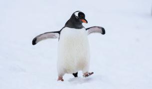 Как да оцелееш на улицата: Пингвинската походка срещу черния лед