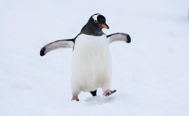 Как да оцелееш на улицата: Пингвинската походка срещу черния лед
