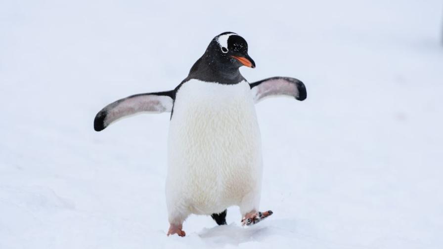 <p>Експерти съветват: Ходете като пингвини по леда (ВИДЕО)</p>