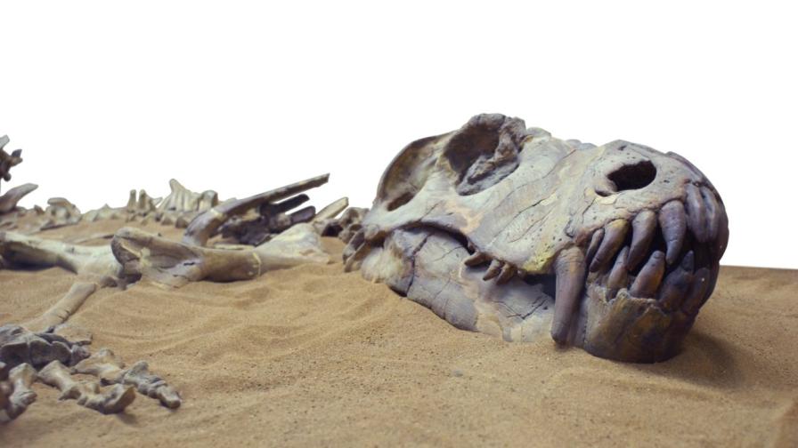 "Това е динозавър": Деца откриха рядка вкаменелост по време на поход