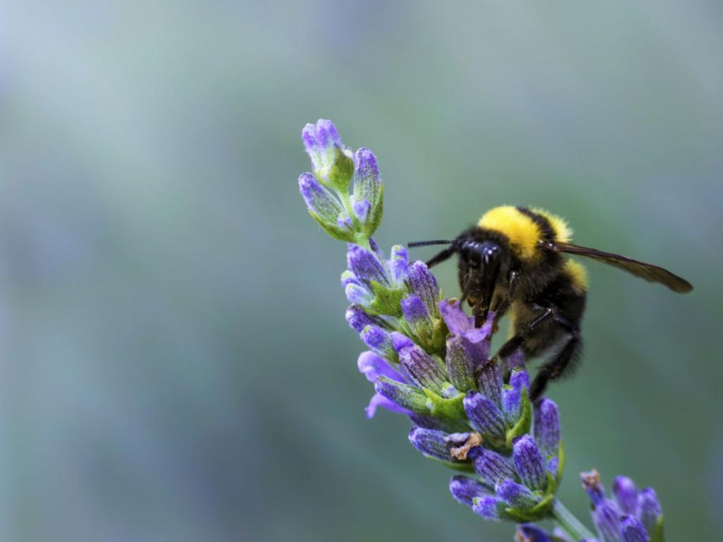 Учени изследват способността на пчелите да откриват вредни вещества тъй