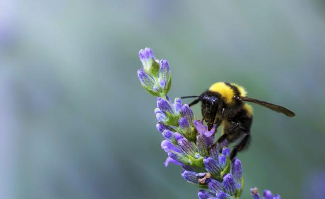 Пчелите: Гениални екологични детективи