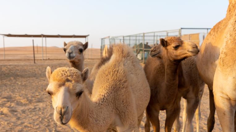  10-те секрети за добър външен тип на арабските дами 