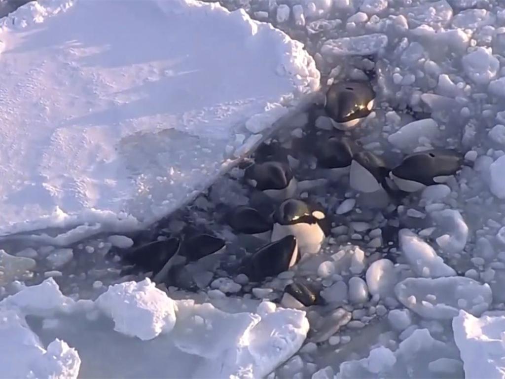 Най малко 10 косатки са попаднали в капана на морския лед