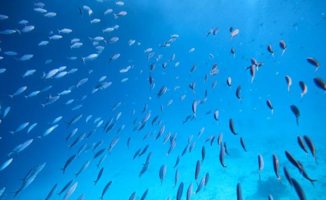 Шумна, колкото булдозер: Малка прозрачна рибка изуми учените (СНИМКИ/ВИДЕО)