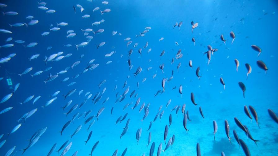 Шумна, колкото булдозер: Малка прозрачна рибка изуми учените (СНИМКИ/ВИДЕО)