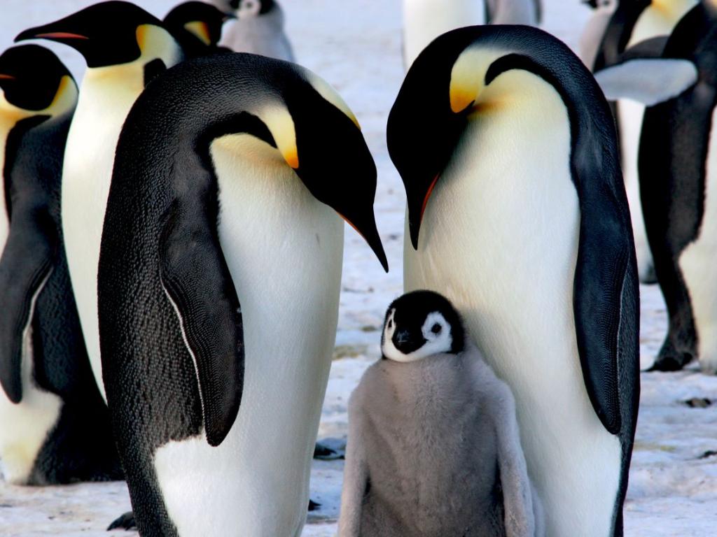 Световната популация на императорските пингвини намалява с около 1,3 процента